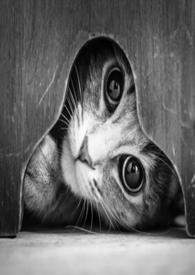 猫的报恩中文版动画片完整版免费